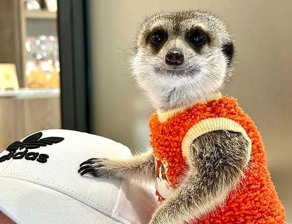 台灣狐獴咖啡廳