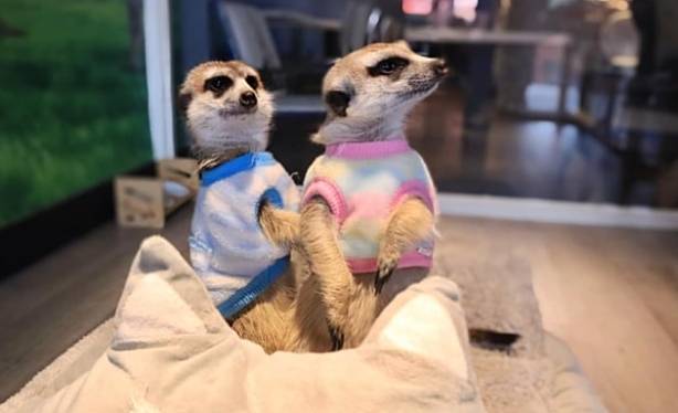 台灣狐獴咖啡廳