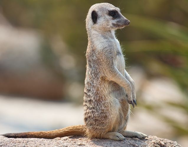 台灣狐獴咖啡廳