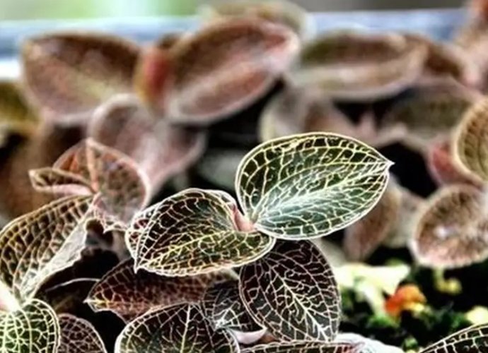 金線蓮功效與副作用 金線蓮功效與副作用