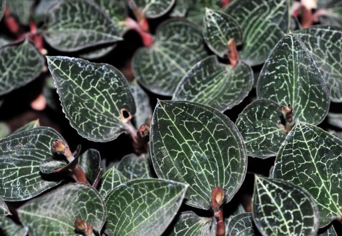 金線蓮功效與副作用 金線蓮功效與副作用