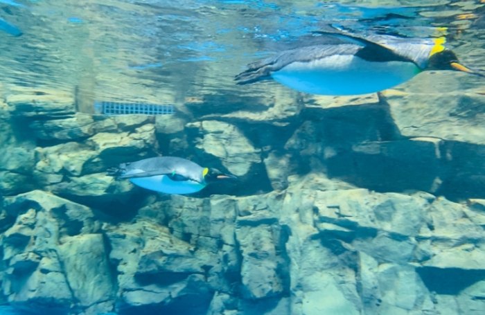 嘉義水族館