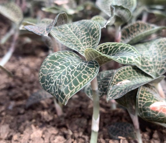 金線蓮功效與副作用 金線蓮功效與副作用