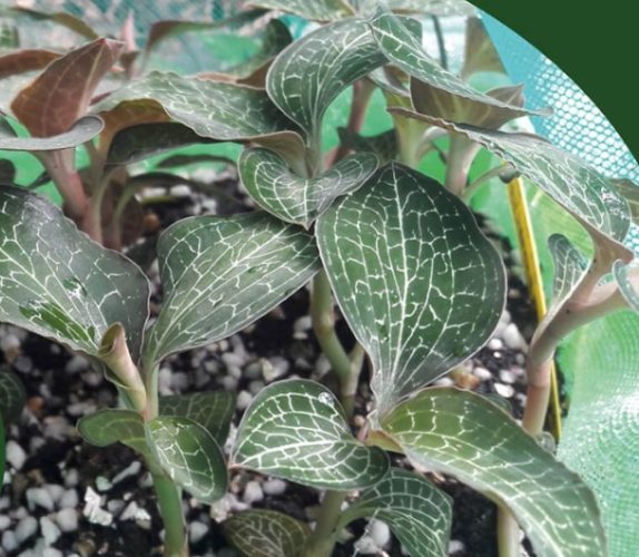 金線蓮功效與副作用 金線蓮功效與副作用