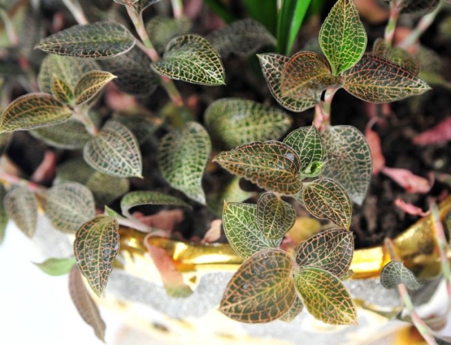 金線蓮功效與副作用 金線蓮功效與副作用