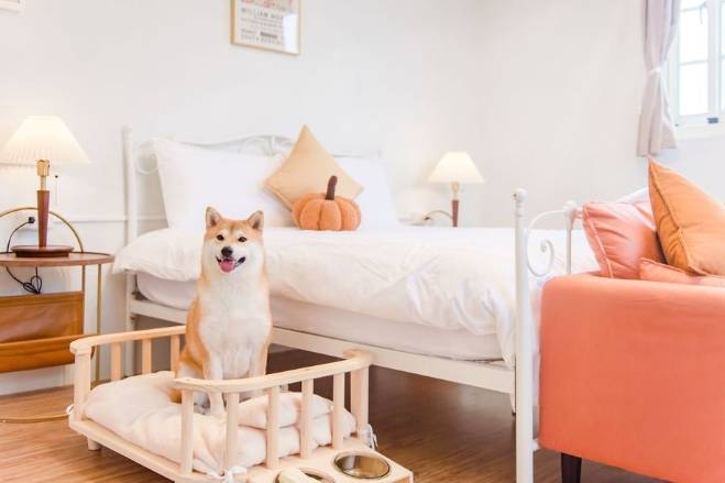 帶寵物住宿台中