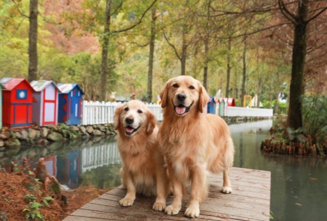 埔里帶寵物旅遊