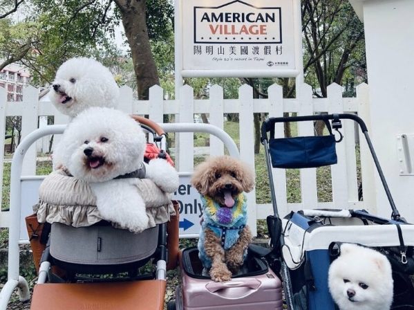 帶寵物住宿台中