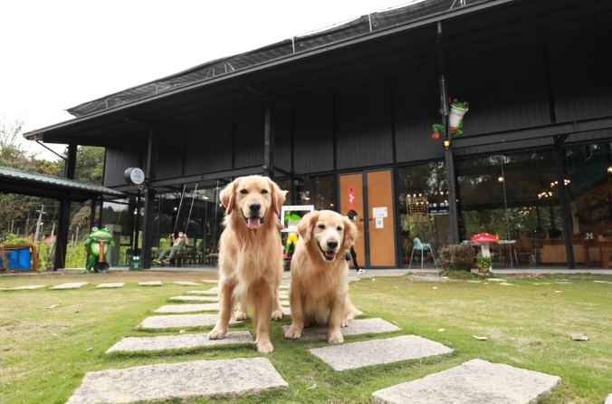 南投寵物友善餐廳