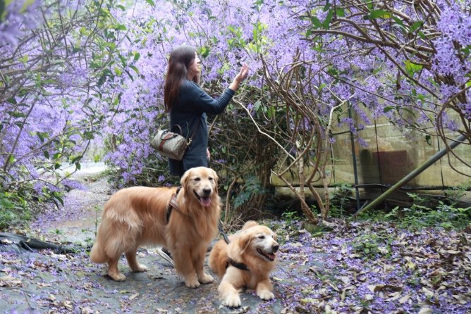 南投寵物友善去處