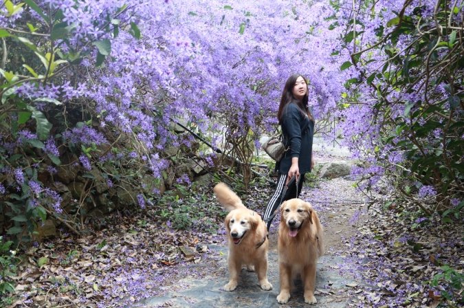 埔里帶寵物旅遊