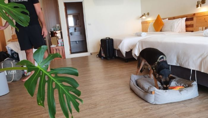 台灣寵物友善住宿