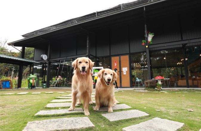埔里寵物住宿 埔里寵物住宿