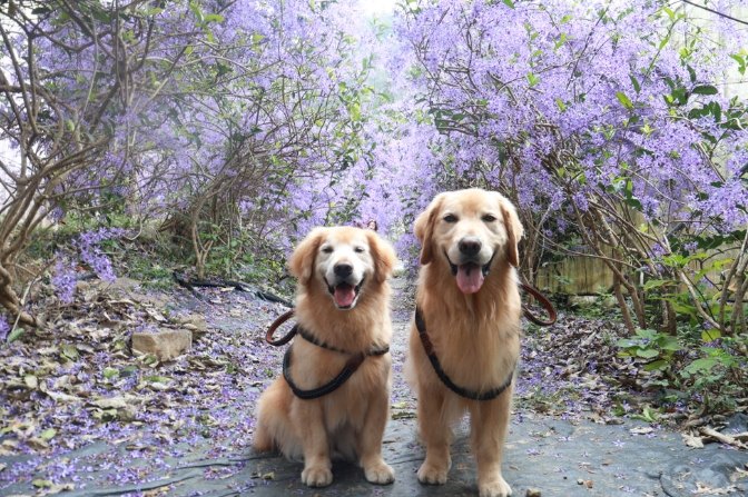 南投寵物友善去處