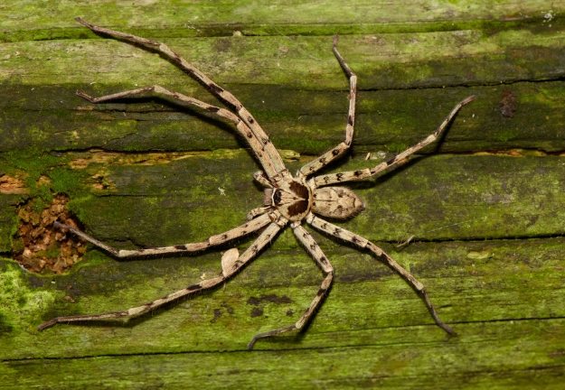 巨蟹蛛科蜘蛛