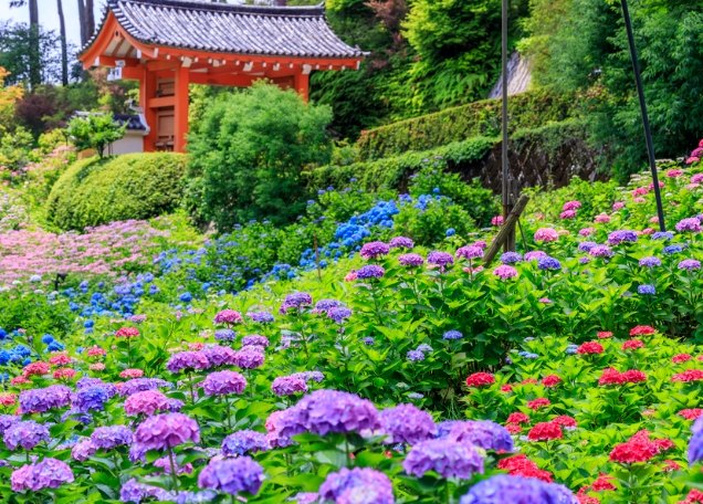京都紫陽花景點